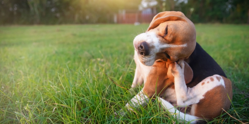 Pas på Fido: Efterårsplage kan give ulidelig kløe