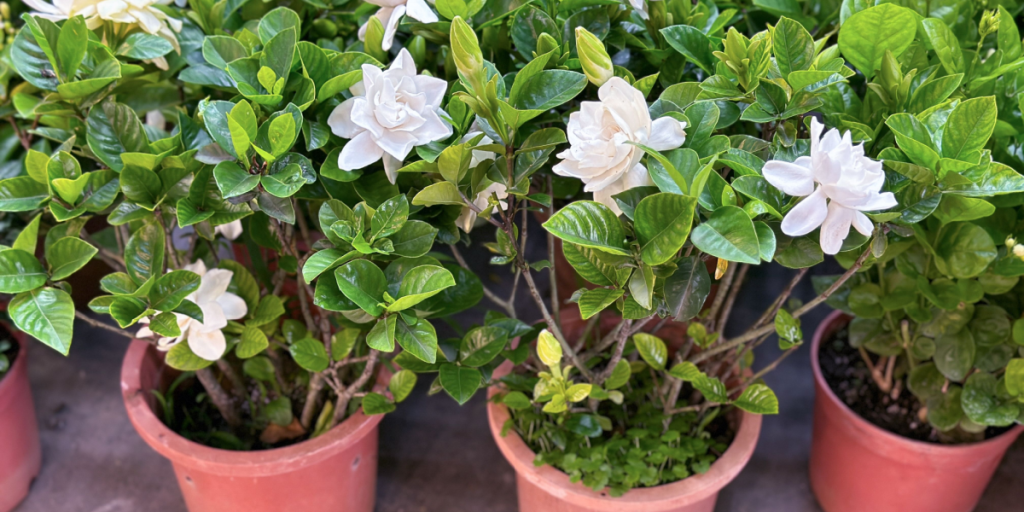 Gardenia og 6 andre planter, det ikke er en god idé at holde indendørs
