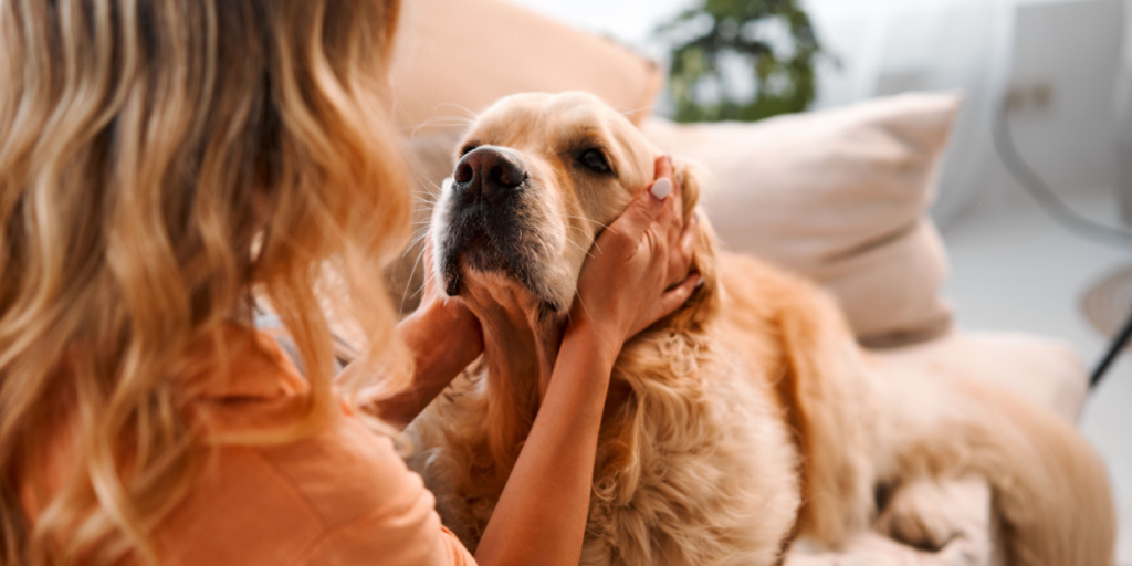 Forskere bekræfter: Hunde kan identificere kræft med imponerende præcision