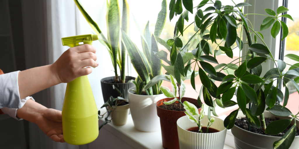 Husk disse råd for at få dine stueplanter godt igennem vinteren