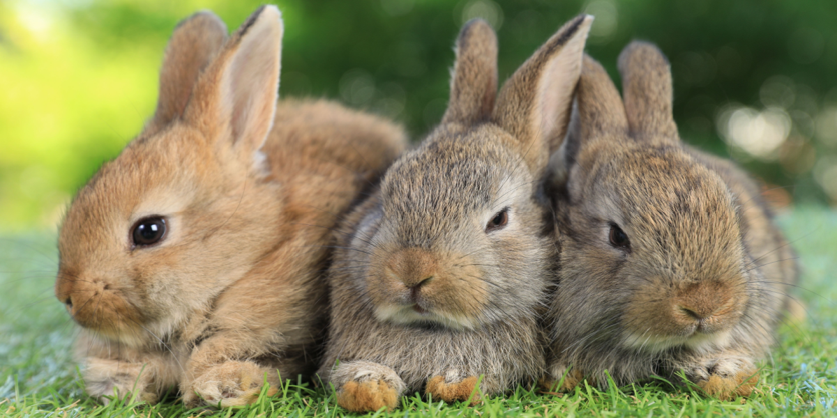 Dyrenes Beskyttelser raser over stigende trend: “Det er usolidarisk og tarveligt”
