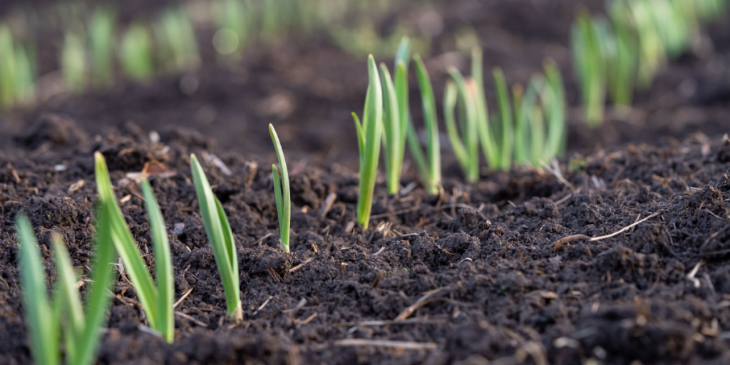 Få en strålende have til foråret: 5 blomsterløg, du kan plante allerede i februar