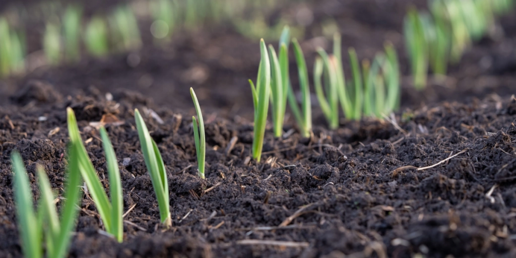Få en strålende have til foråret: 5 blomsterløg, du kan plante allerede i februar
