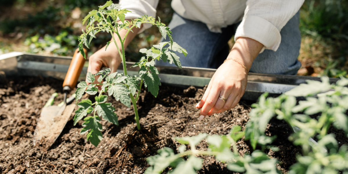 Derfor bør du ikke plante blomster i juli ifølge haveekspert