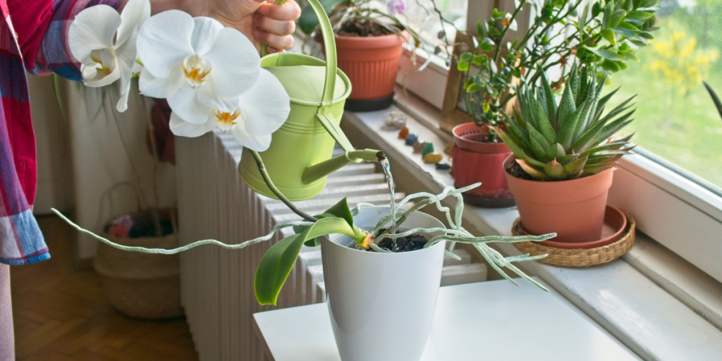 Forskel på inden- og udendørs: Sådan skal du vande dine planter