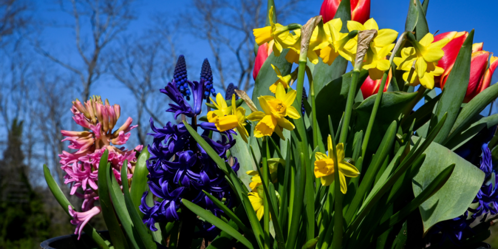 Efterårsforberedelse i haven: Det er nu, blomsterløgene skal i jorden