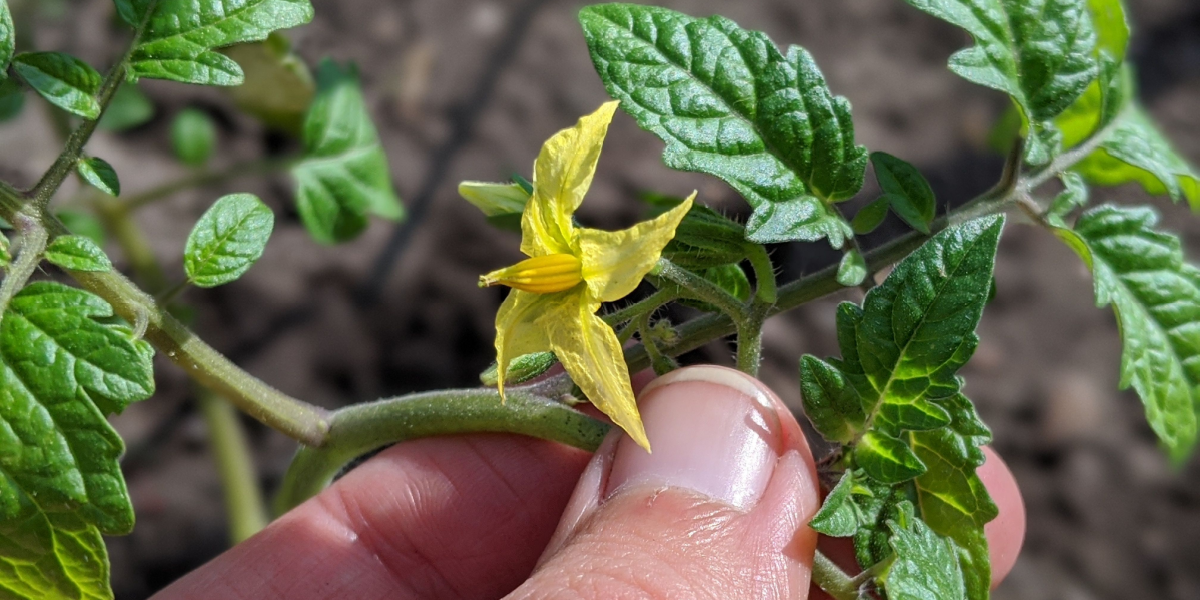 4 mulige årsager: Derfor blomstrer dine tomatplanter uden frugter