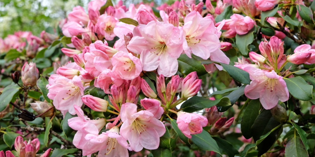 Begynd allerede nu: Sådan gør du din rhododendron klar til foråret