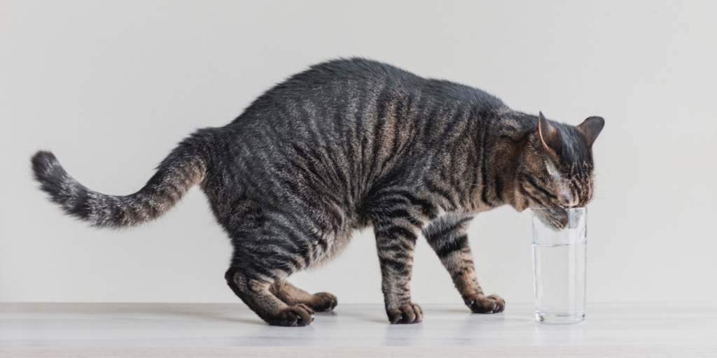 Persiennesnore og 9 andre ting i hjemmet, der er til fare for katte