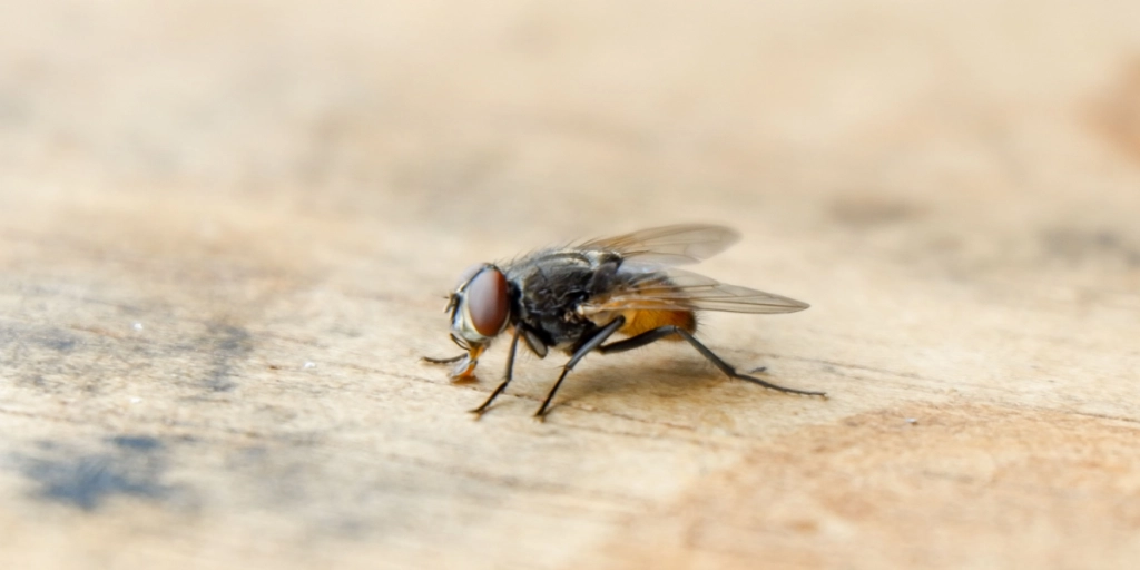 Naturlige skadedyrsbekæmpere: 6 stueplanter, der holder fluerne væk