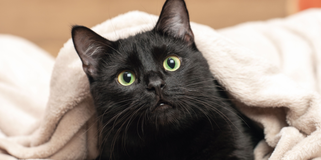 #BlackFURday: En tur ind i skyggerne hos dyreinternatet