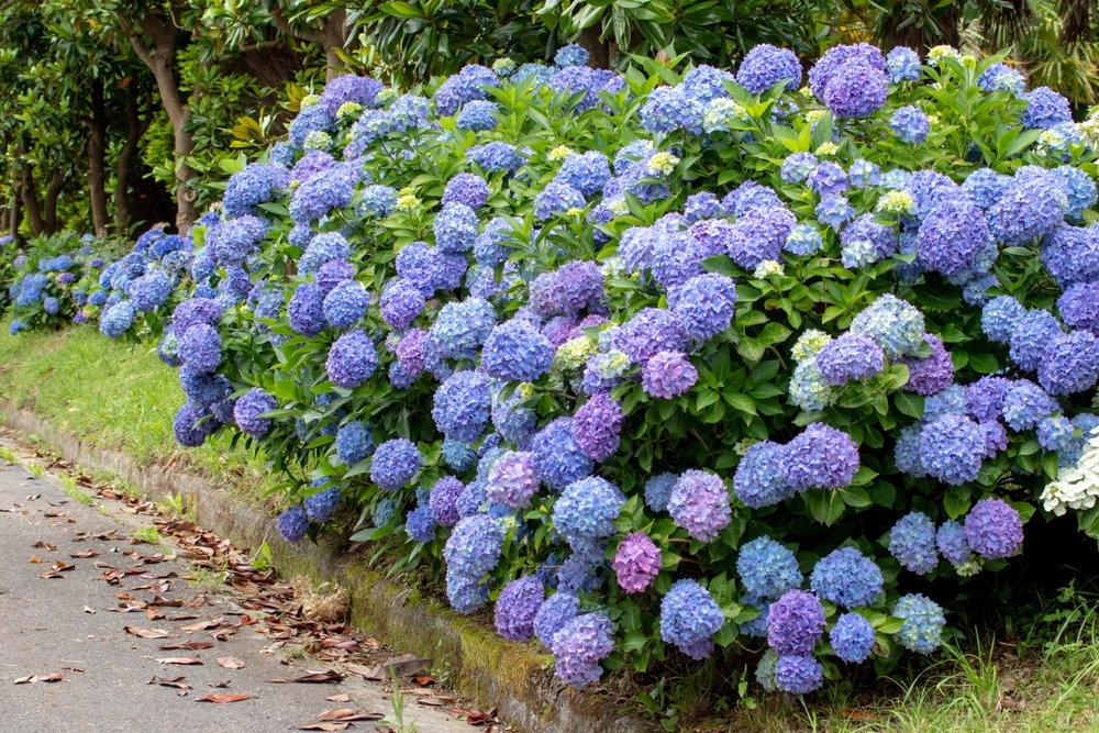 Lav et afkog af dem og hæld det i dine hortensia. Den vil eksplodere med blomster.