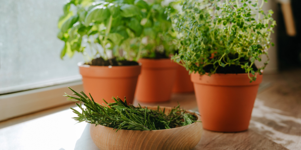 9 planter, der både pynter og helbreder