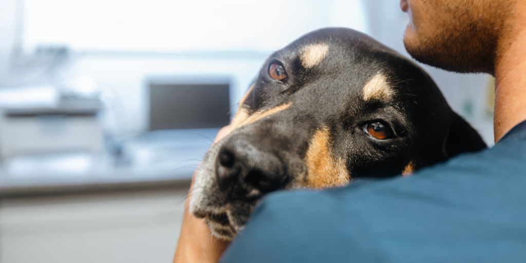 Skræmmende tal: Dobbelt så mange nikotinforgiftede hunde på bare ét år
