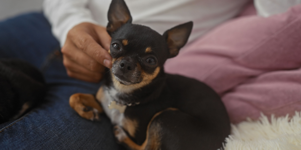 Vælg den rigtige hund: 3 hunderacer, du måske skal undgå