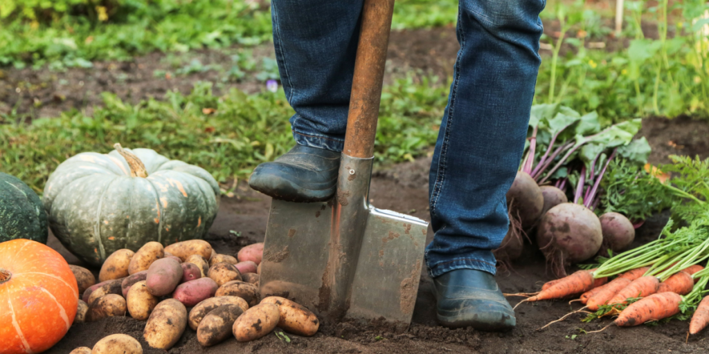 Når nattefrosten forsvinder: 6 nemme grøntsager at plante i marts
