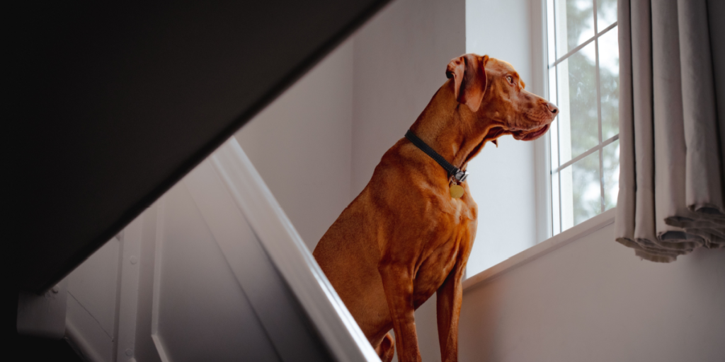 Dyrlæge afslører: Dette tænker din hund, når du går