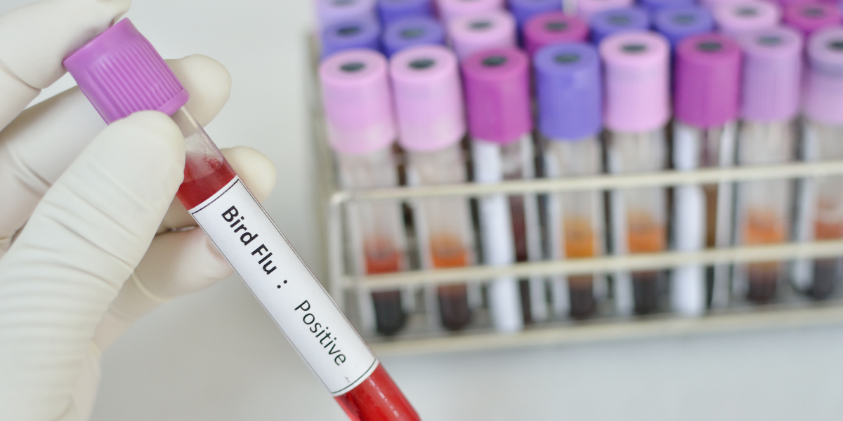 Fugleinfluenza fører til restriktioner i Danmark