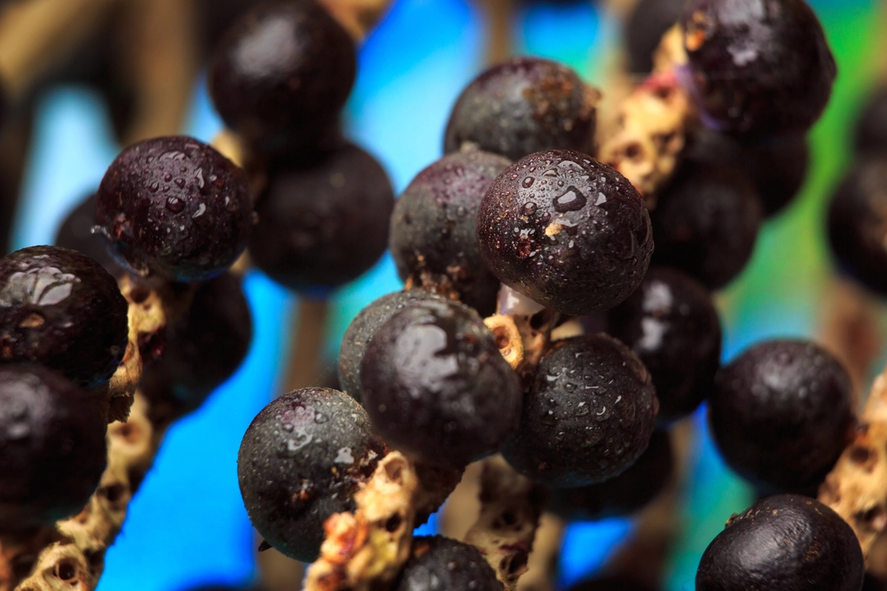 Er det den nye superfood? Disse 8 ting kan bærret gøre for din sundhed