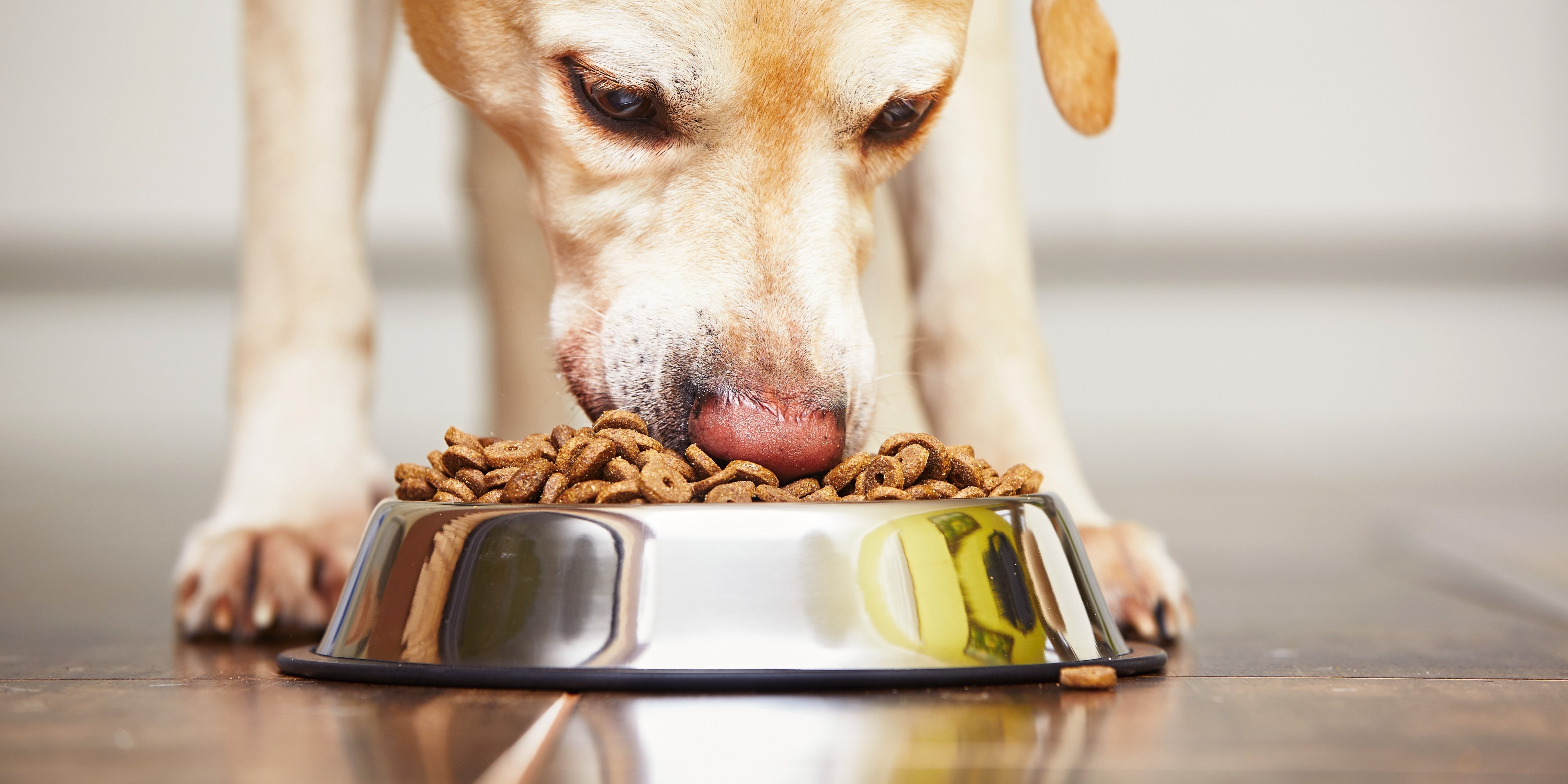 3 slags hundefoder tilbagekaldes i hele landet – der er fundet salmonella