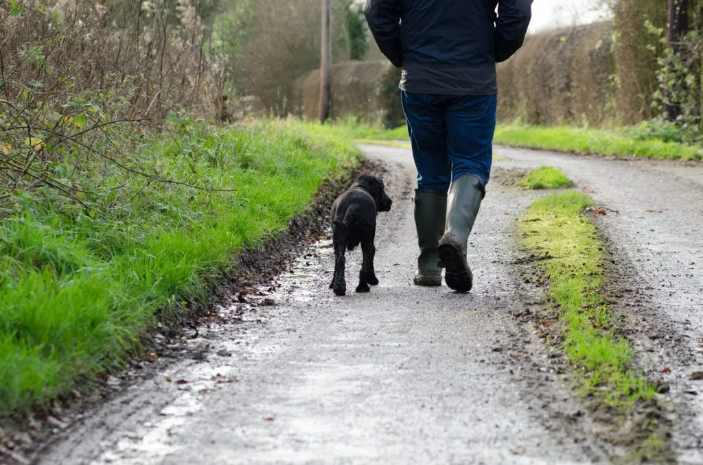 Dyrlæge afslører: Så ofte bør du gå tur med din hund
