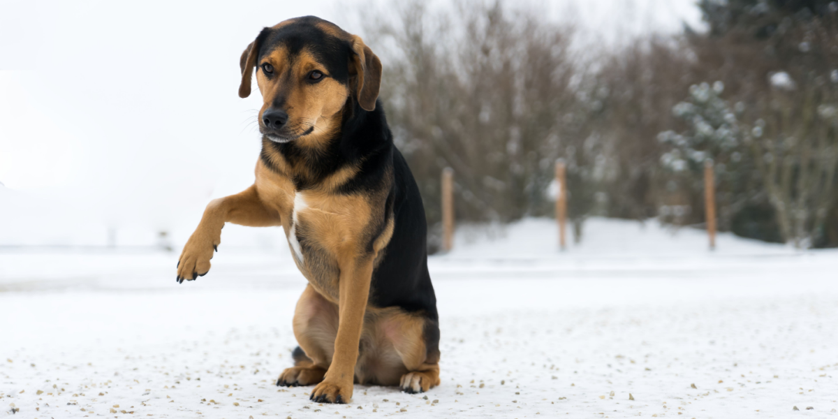 Dyrenes Beskyttelse advarer: Det beskytter mennesker, men kan blive smertefuldt for hunde