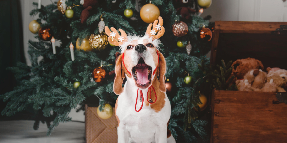 Kan være giftige for din hund: 9 julespiser, ekspert advarer kraftigt imod
