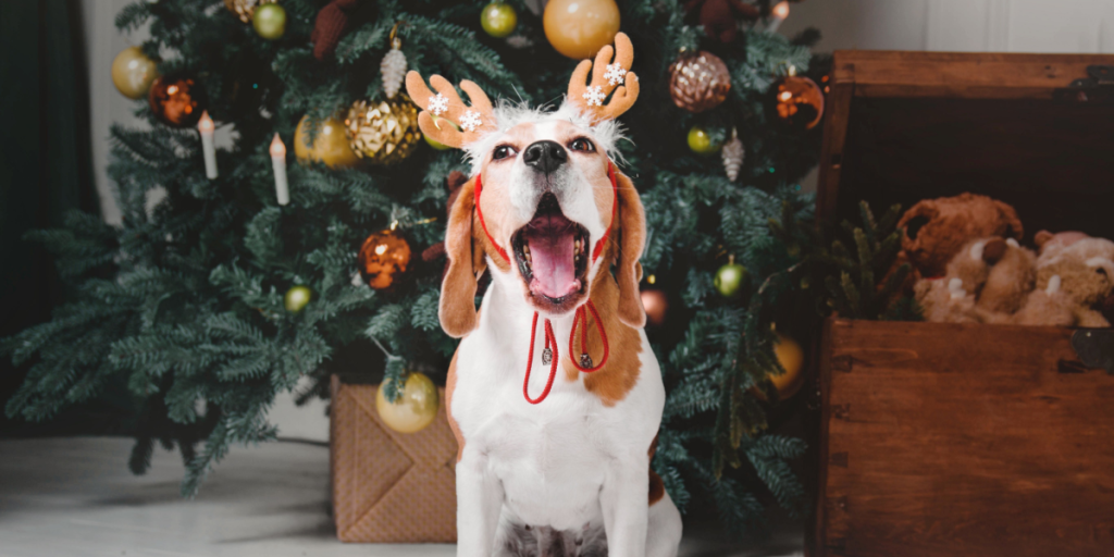 Julen fordobler antallet af dyrlægebesøg for hund og kat: 5 råd til ikke at blive en del af statistikken