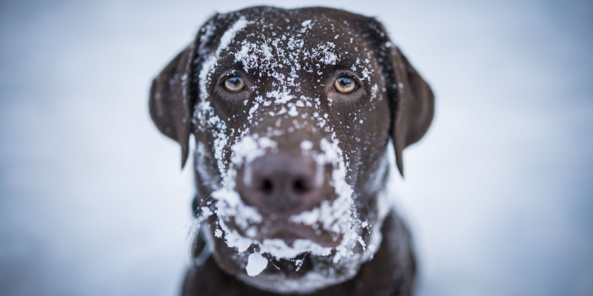 Hård frost denne uge: Dyrlæge giver 3 tegn på, at din hund har det for koldt