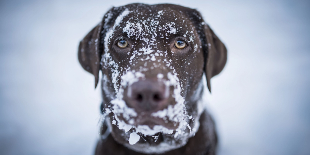 Hård frost denne uge: Dyrlæge giver 3 tegn på, at din hund har det for koldt