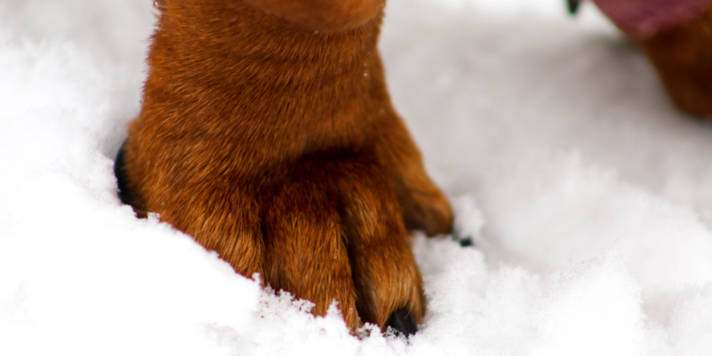 Nu bliver vejene saltet: Sådan beskytter du din hunds poter