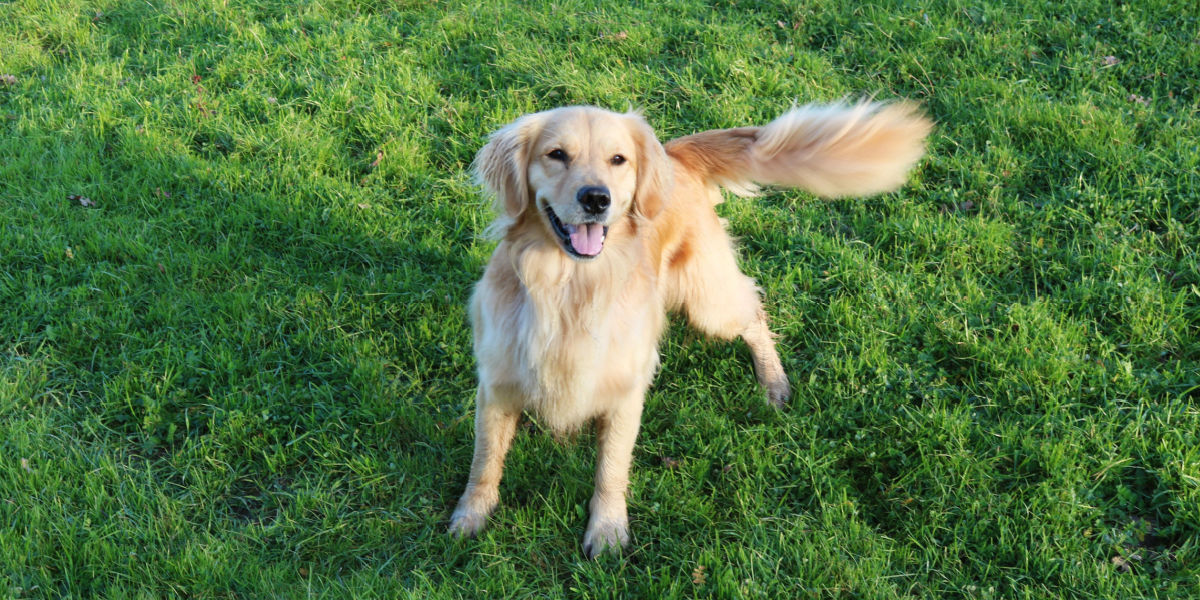 Vidste du det? Derfor logrer din hund