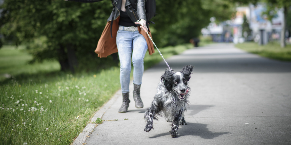 Sådan er loven omkring hunde i snor: Skyld i stadig flere skader