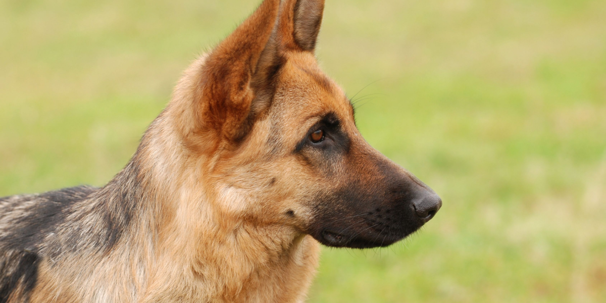 Sætter tænderne i sikkerhedsvagterne – præsidentens hund skaber frygt i Det Hvide Hus