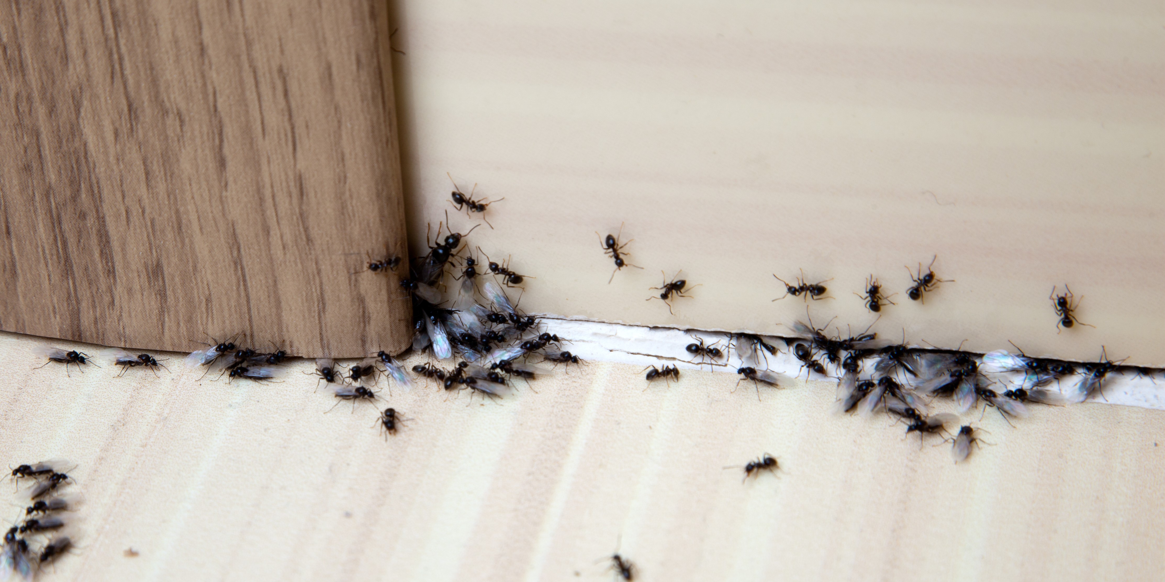 Drop kemikalierne: 3 naturlige måder til at bekæmpe myrer