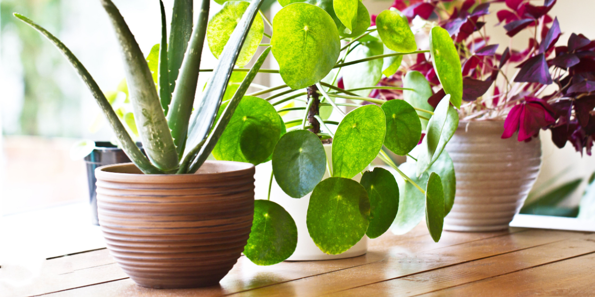 Put dette fra køkkenet i dine planter for at stimulere vækst og blomstring