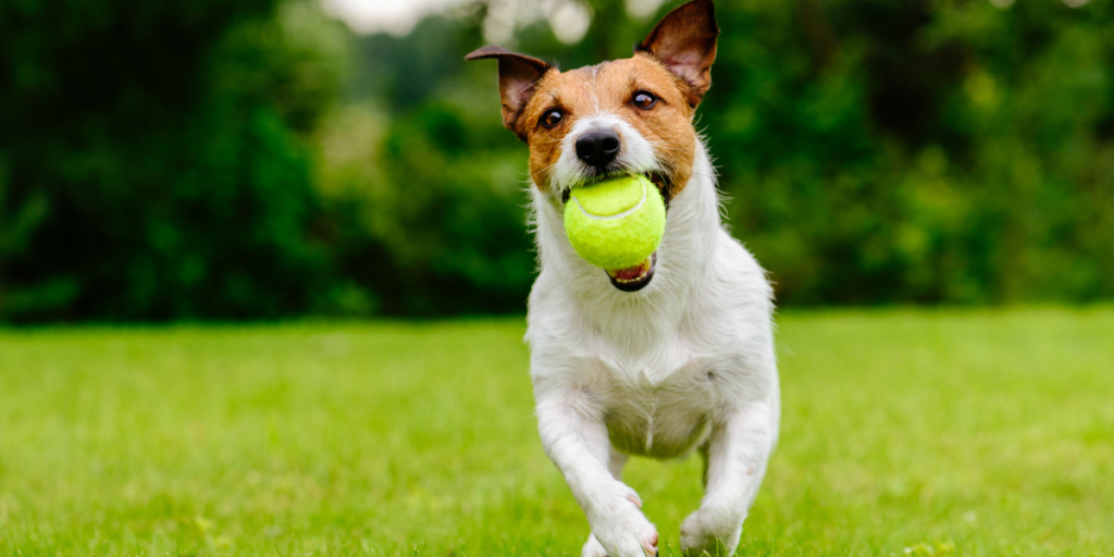 Dyrlæge advarer: Derfor bør du ikke lade din hund have en tennisbold