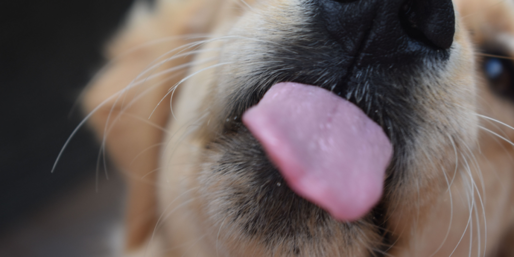 Dyrlæge advarer: Det kan give hunden akut nyresvigt