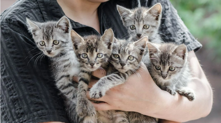 Kæmpe skandale: 1000 katte skulle sælges som svine- og lammekød