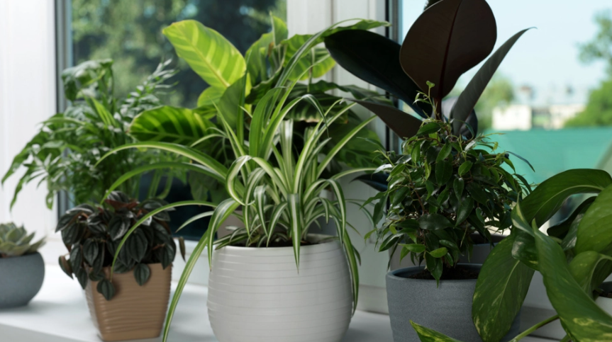 Forhindrer dine planter i at trives: Ekspert opfordrer til at huske overset opgave