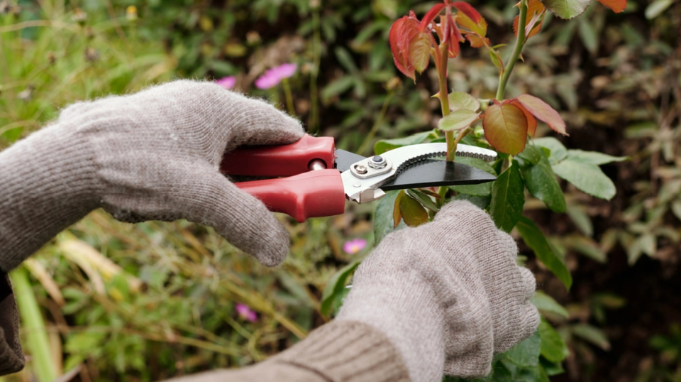 Få sunde blomster i november: Gartner deler beskæringstip til roser