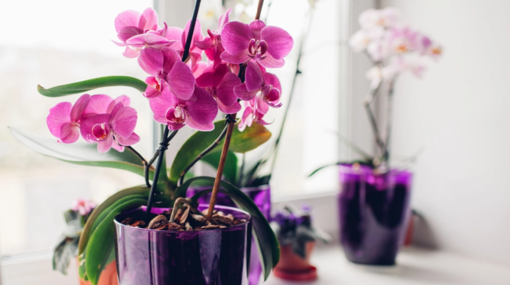 Smart trick: Sådan får du din orkide til at blomstre igen og igen