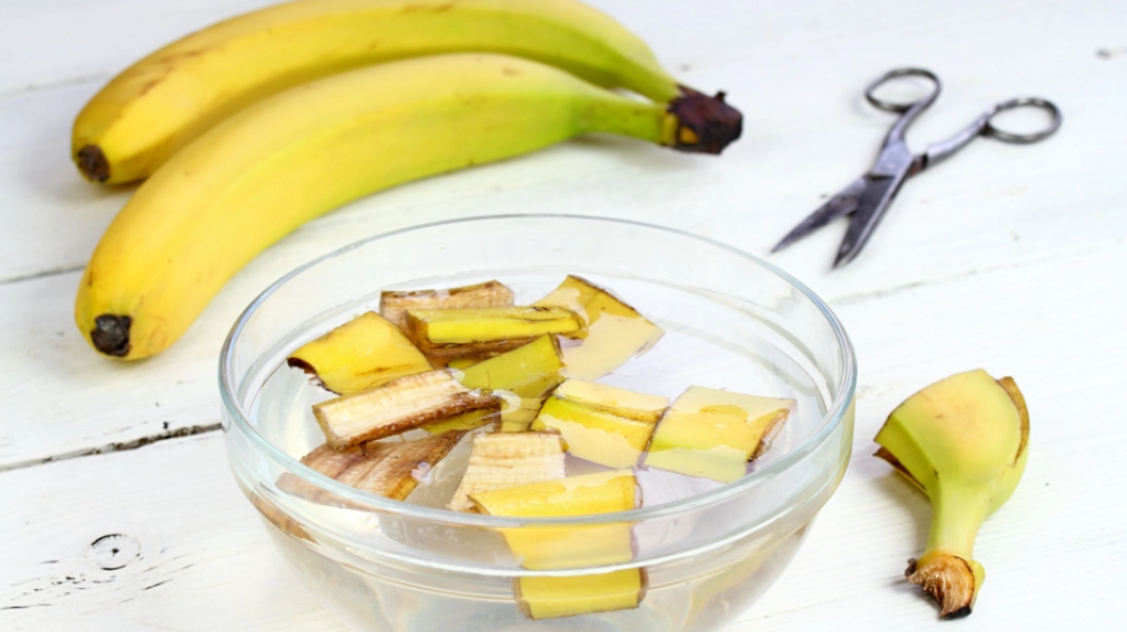 Dine planter vil takke dig, hvis du gemmer dine bananskræller til dem