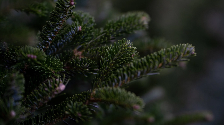 Ekspert forklarer: 3 tips til at finde det bedste juletræ