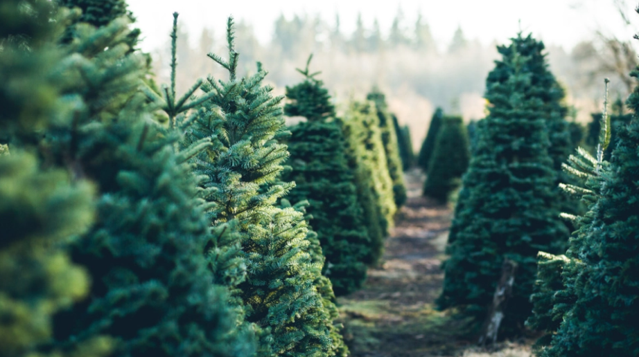 Find det sundeste juletræ: 7 tegn, du skal kigge efter
