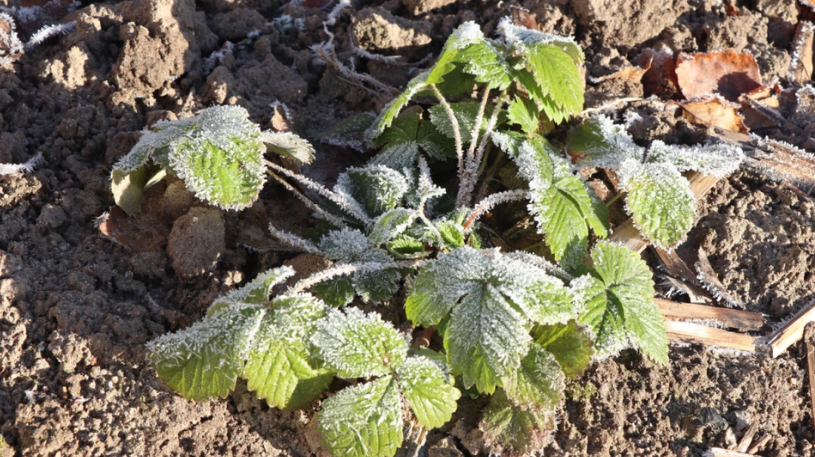Vigtigt tip inden vinter:: Sådan beskytter du din have med ting fra køkkenet