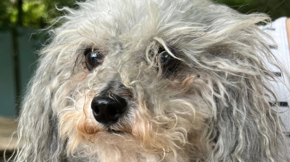 Disse ting i hjemmet er giftige for din hund – hundeejer advarer efter skrækoplevelse