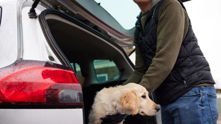 Dyrenes Beskyttelse advarer: Derfor må du aldrig efterlade din hund i bilen om vinteren