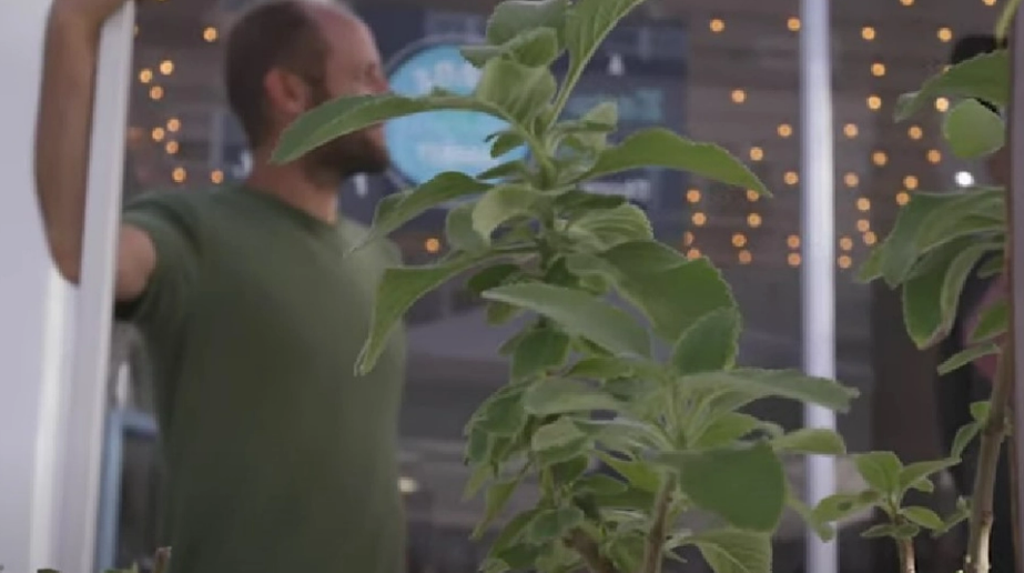 Sådan dyrker du din egen toiletpapir-plante