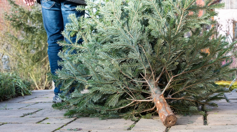 5 geniale måder, du kan genbruge dit juletræ i din have